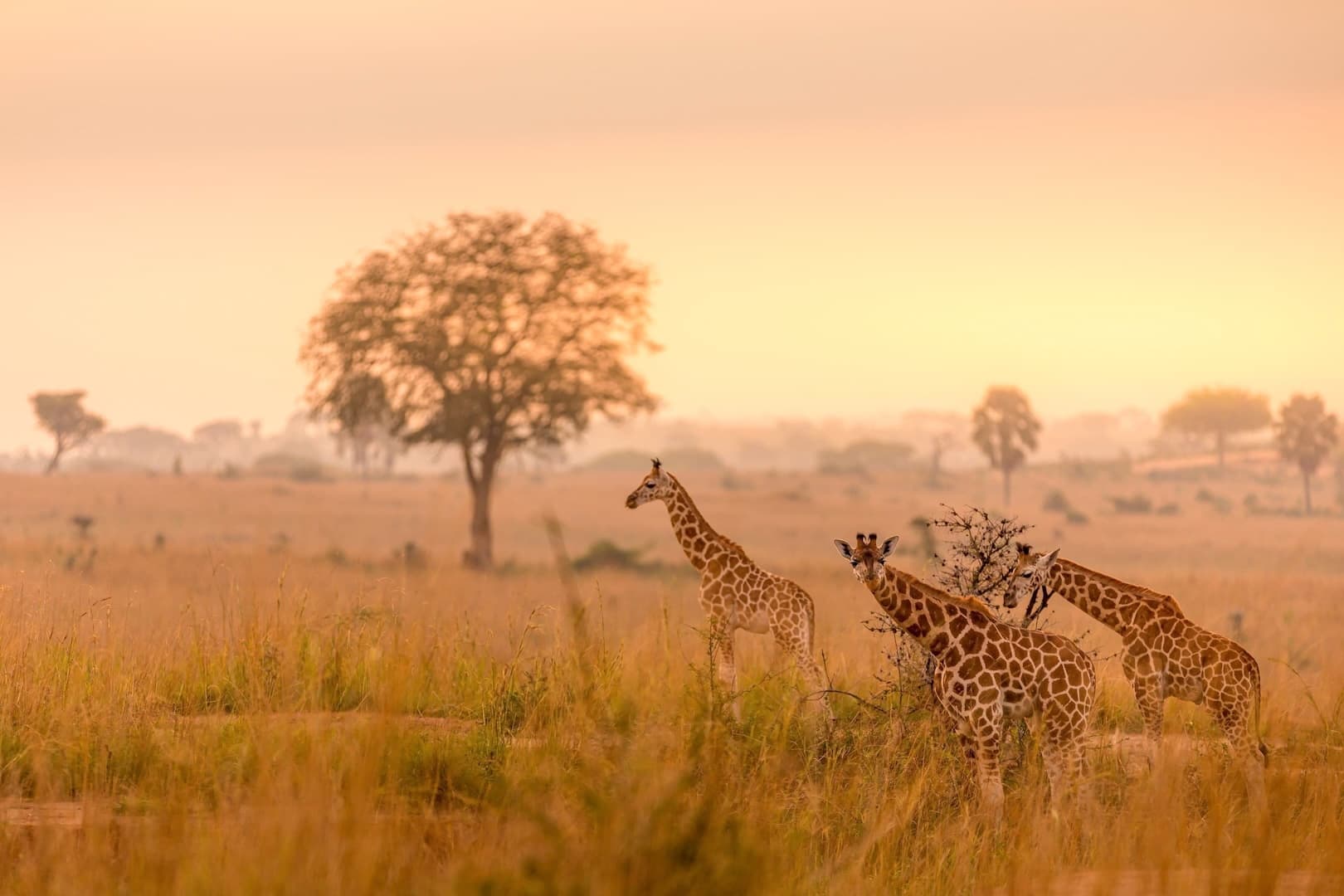 Uganda