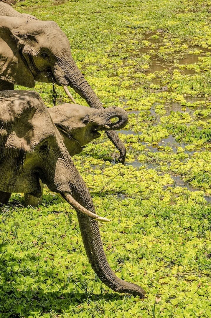 Sambia
